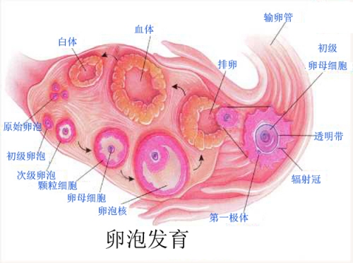 女性排卵期怎么計算最準(zhǔn)確