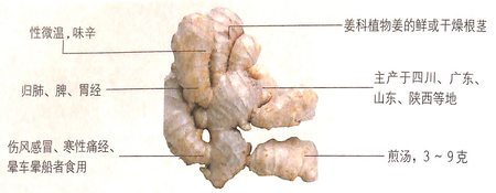 小寒節(jié)氣吃生姜能促進(jìn)食欲