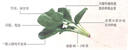 菠菜的功效作用之滋陰潤(rùn)燥還能預(yù)防貧血