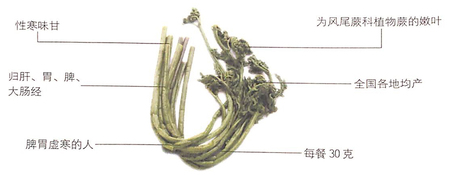 蕨菜的功效作用之祛痰生津