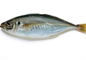 巴浪魚(yú)、沙丁魚(yú)怎么挑選新鮮的