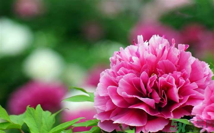 懷孕了能養(yǎng)花嗎？養(yǎng)什么花對胎兒好？