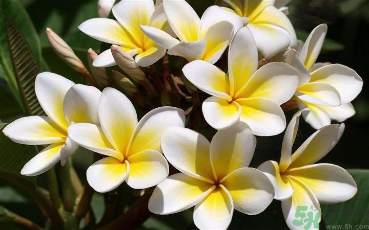 懷孕了能養(yǎng)花嗎？養(yǎng)什么花對胎兒好？