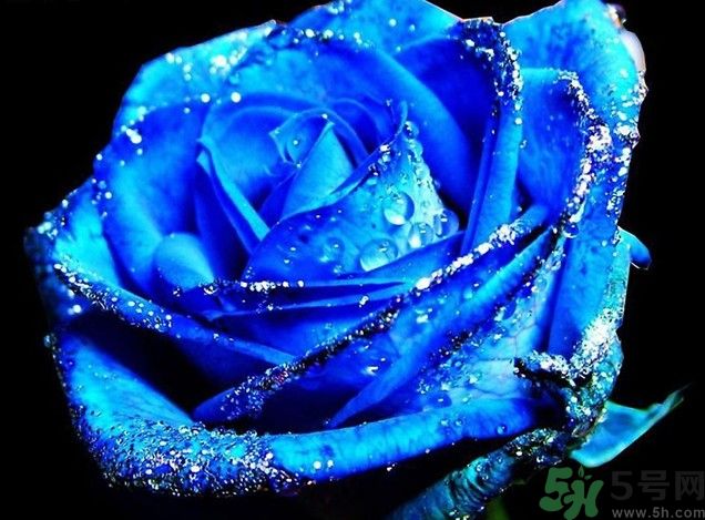 懷孕了能養(yǎng)花嗎？養(yǎng)什么花對胎兒好？