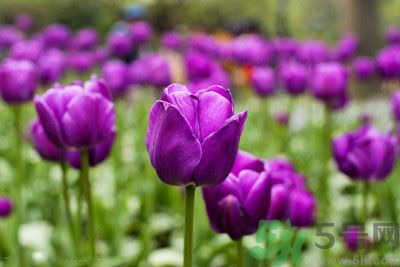 懷孕了能養(yǎng)花嗎？養(yǎng)什么花對胎兒好？