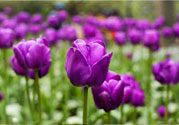 懷孕了能養(yǎng)花嗎？養(yǎng)什么花對胎兒好？