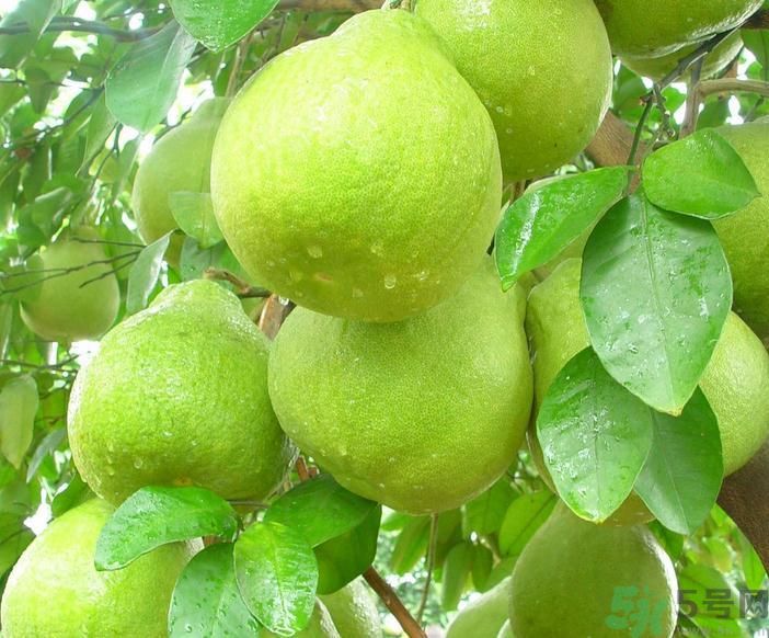春季吃什么養(yǎng)生？春季怎樣養(yǎng)生？