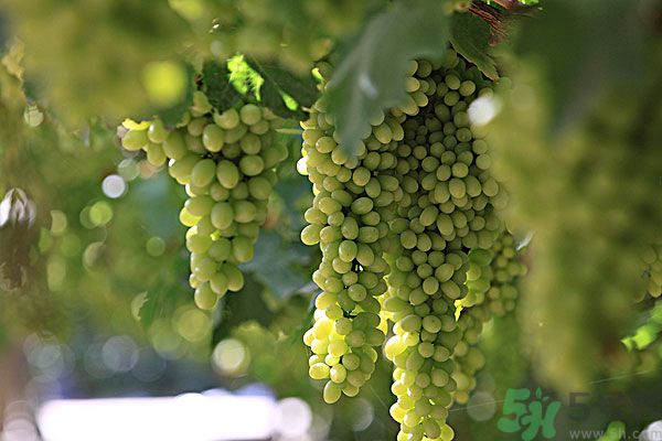 吃葡萄對(duì)皮膚好嗎？吃葡萄可以延緩衰老嗎？