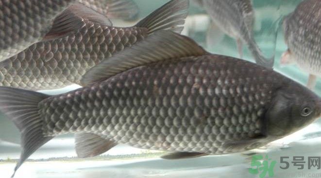 吃魚真的能變聰明嗎？喝魚湯有什么好處？
