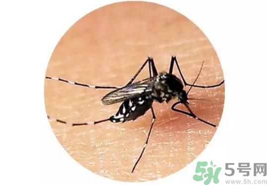黃熱病是什么？黃熱病是什么癥狀？