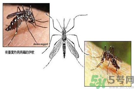 黃熱病可以吃水果嗎？怎么預(yù)防黃熱病癥狀？