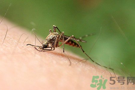 黃熱病可以吃水果嗎？怎么預(yù)防黃熱病癥狀？