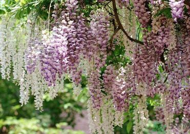 春天吃什么蔬菜好？春天吃蔬菜對(duì)身體有什么好？