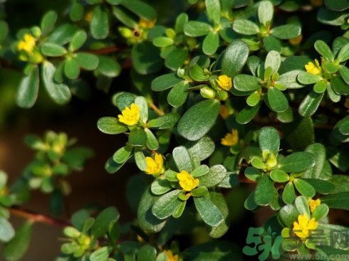 春天吃什么蔬菜好？春天吃蔬菜對(duì)身體有什么好？