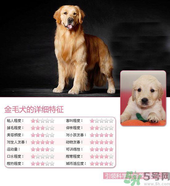 熱門寵物排名你知道嗎？寵物明星有哪些？