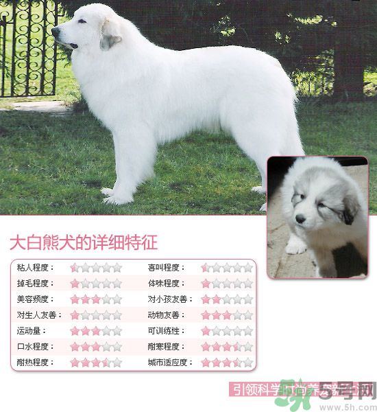 熱門寵物排名你知道嗎？寵物明星有哪些？