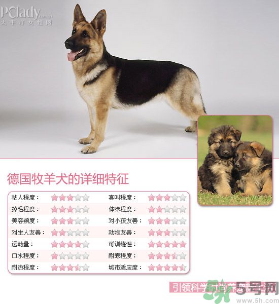 熱門寵物排名你知道嗎？寵物明星有哪些？