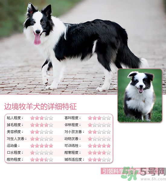 熱門寵物排名你知道嗎？寵物明星有哪些？