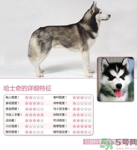 熱門寵物排名你知道嗎？寵物明星有哪些？