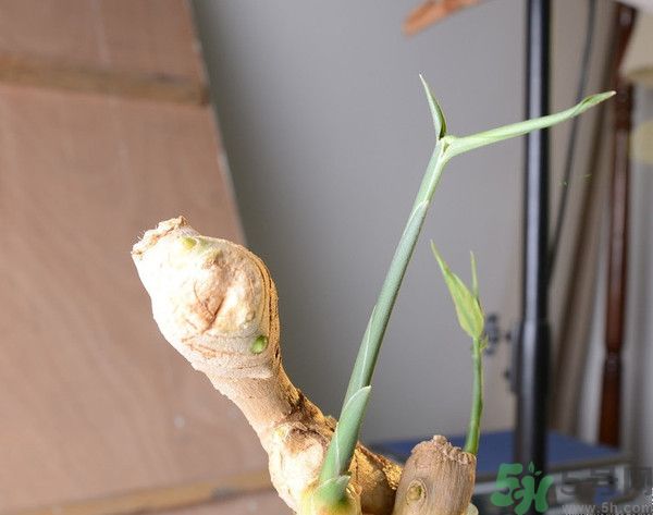 生姜發(fā)芽了能吃嗎？生姜發(fā)綠了能吃嗎？
