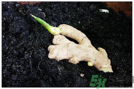 生姜發(fā)芽了能吃嗎？生姜發(fā)綠了能吃嗎？