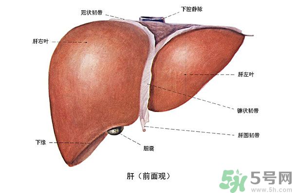 得了脂肪肝該怎么治？脂肪肝對人體危害有多大？