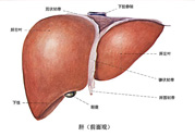 得了脂肪肝該怎么治？脂肪肝對(duì)人體危害有多大？