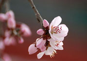 春分時(shí)養(yǎng)生要注意什么？春分要預(yù)防哪些疾病？