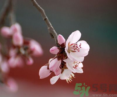 春分時(shí)養(yǎng)生要注意什么？春分要預(yù)防哪些疾??？