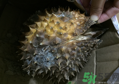榴蓮殼發(fā)霉了還能吃嗎?榴蓮殼發(fā)霉了里面的肉還能吃嗎?.png 榴蓮殼發(fā)霉了還能吃嗎?榴蓮殼發(fā)霉了里面的肉還能吃嗎?.png