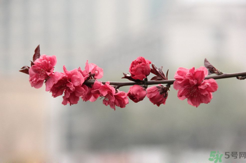 什么花可以凈化空氣？什么花可以減肥？