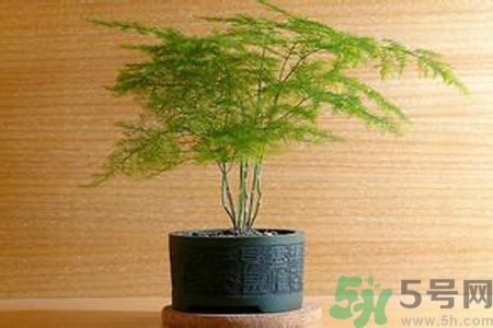 什么花可以凈化空氣？什么花可以減肥？