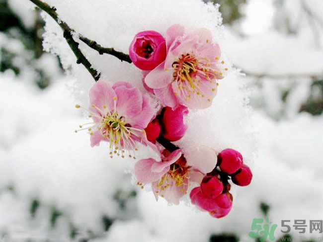 清明節(jié)有哪些習俗？清明節(jié)習俗的來源？