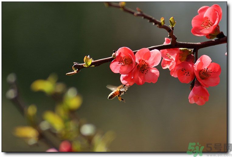清明節(jié)有哪些習俗？清明節(jié)習俗的來源？