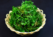 薺菜根能吃嗎？薺菜要去根吃嗎？