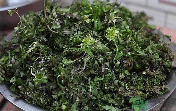 薺菜為什么是苦的？薺菜味道苦嗎？