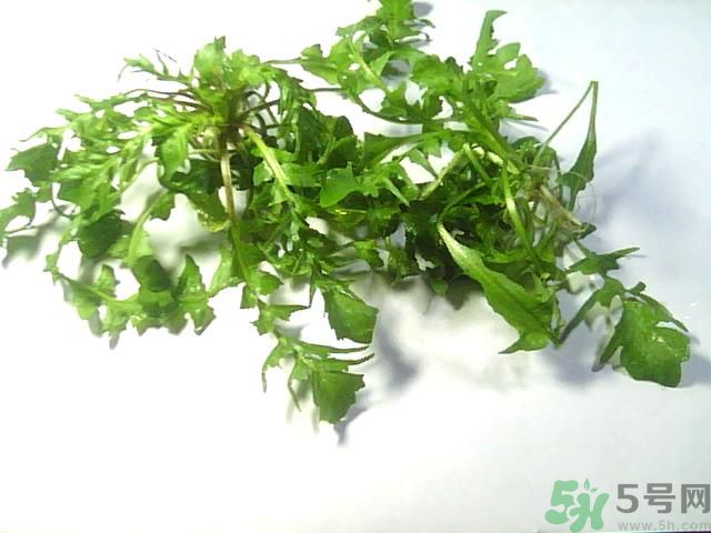 薺菜可以泡水喝嗎？薺菜泡水喝有什么好處？