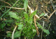 薺菜開(kāi)花了能吃嗎？薺菜花可以吃嗎？