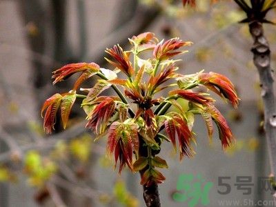 香椿好吃嗎？香椿可以做菜嗎？