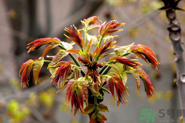 香椿好吃嗎？香椿可以做菜嗎？