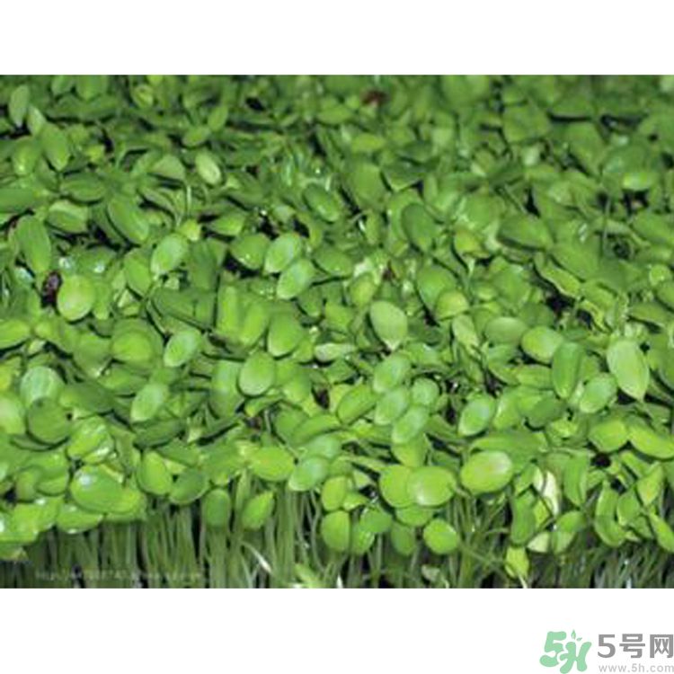 吃香椿要焯水嗎？吃香椿焯水還有營(yíng)養(yǎng)價(jià)值嗎？