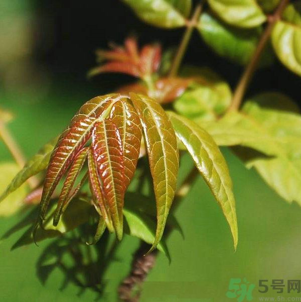 吃香椿要焯水嗎？吃香椿焯水還有營(yíng)養(yǎng)價(jià)值嗎？