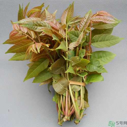 吃香椿要焯水嗎？吃香椿焯水還有營(yíng)養(yǎng)價(jià)值嗎？