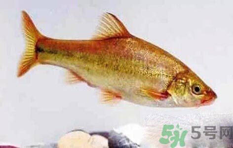 怎么挑選魚？挑魚的技巧有哪些？