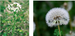 薺菜是什么樣子的菜?薺菜是蒲公英嗎?