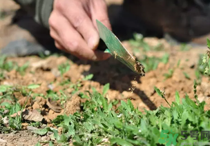 薺菜是野菜嗎?薺菜是地菜嗎?