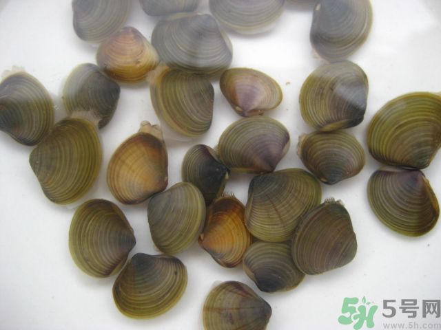 河蚌要怎么清洗才干凈？河蚌的清洗方法？
