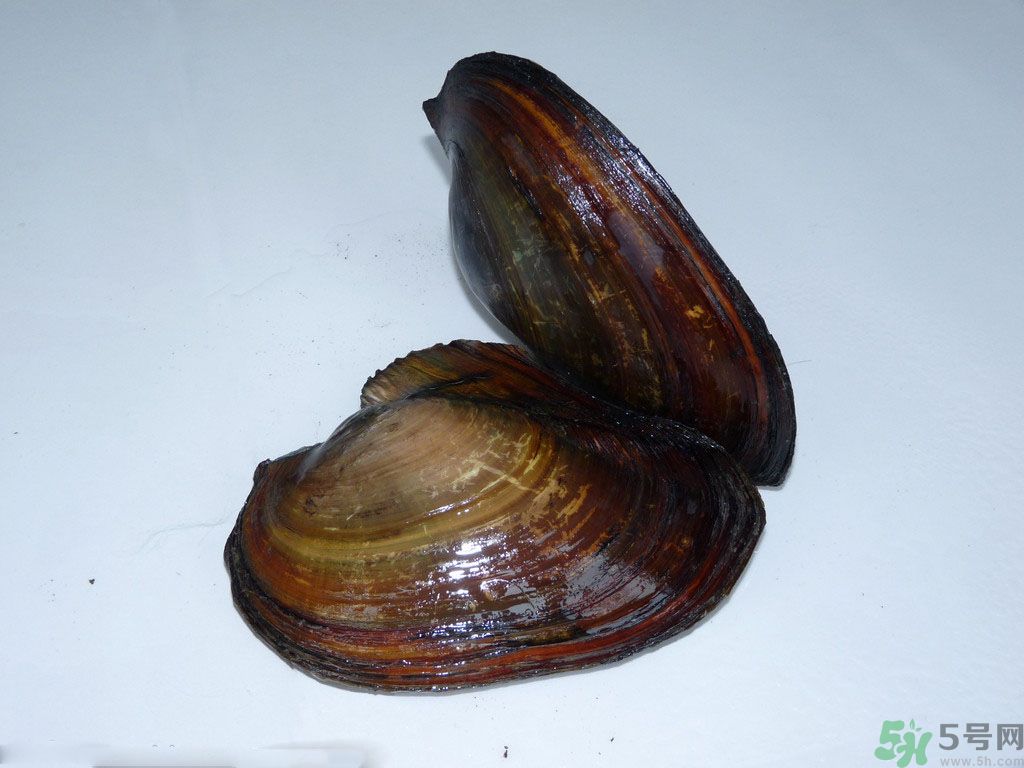 河蚌要怎么清洗才干凈？河蚌的清洗方法？