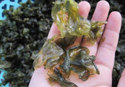 地皮菜孕婦能吃嗎？地皮菜孕婦吃好嗎？