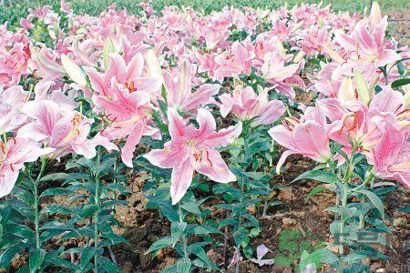 百合花可以吃嗎？百合花吃哪種？